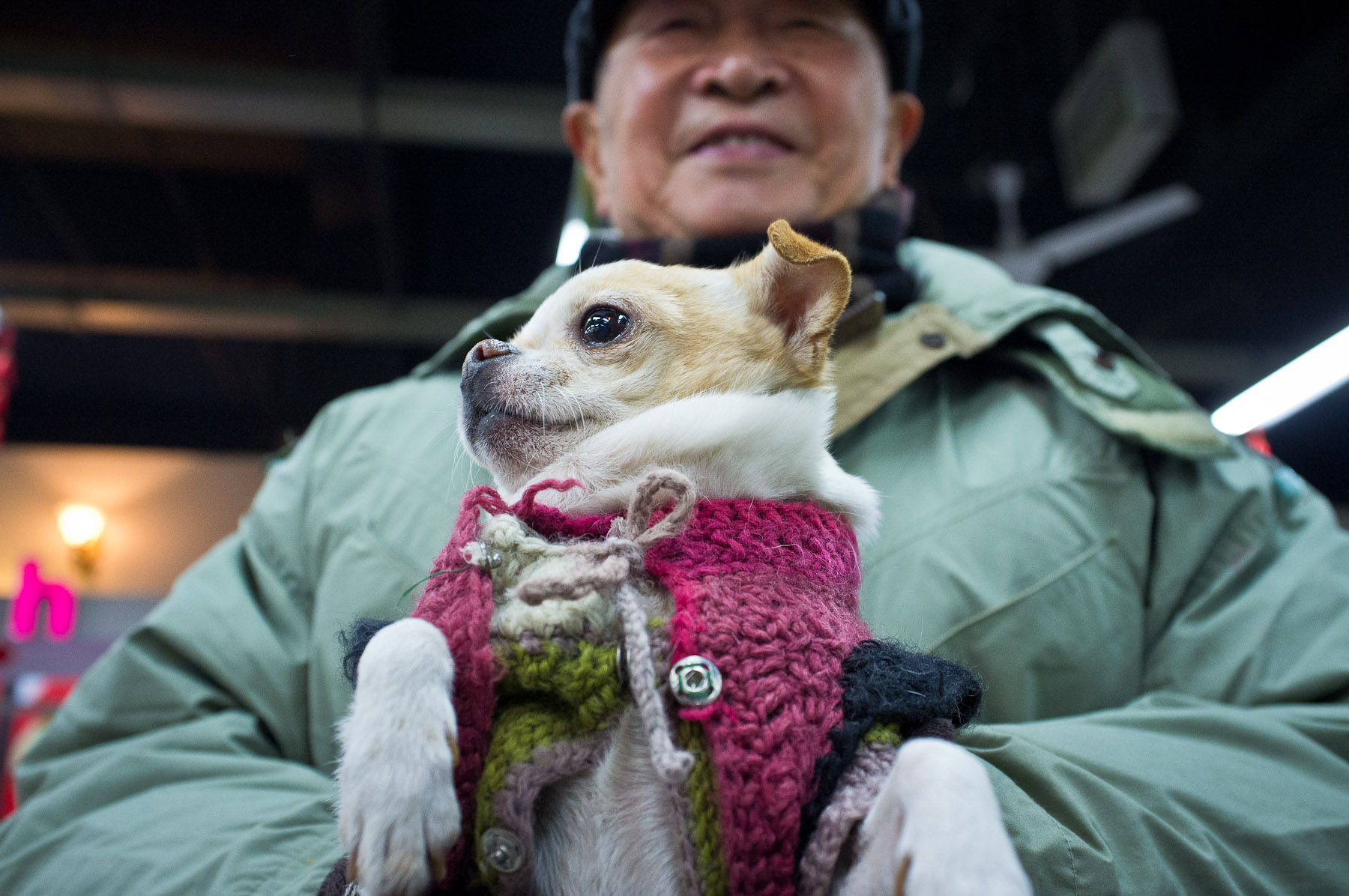 Market Dog