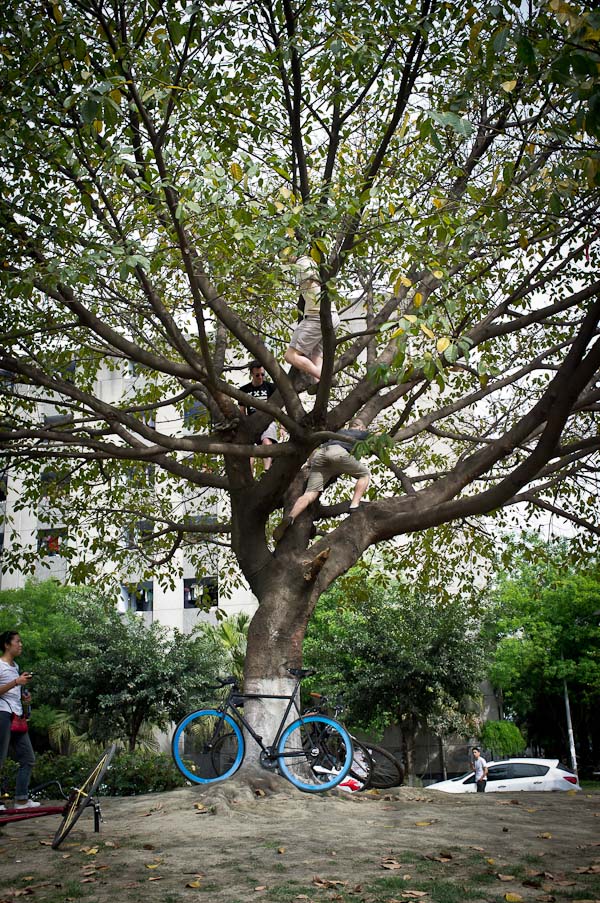 Climbing Sichuan University Tree