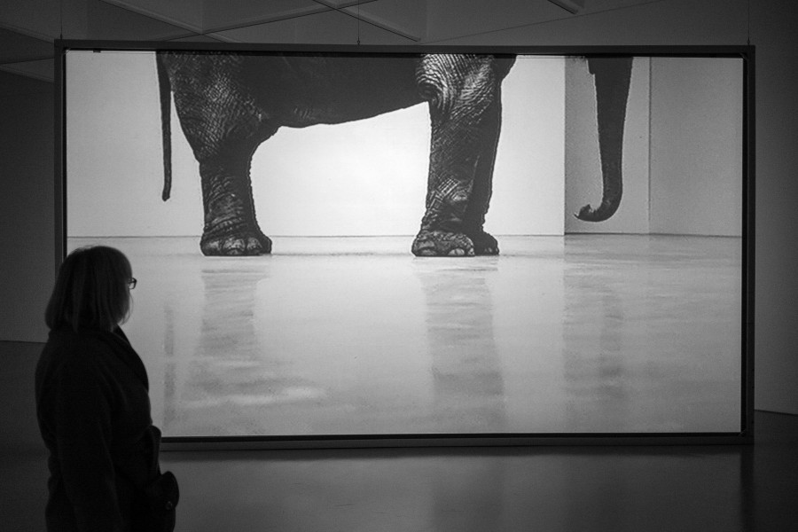 Moving Elephant Exhibit