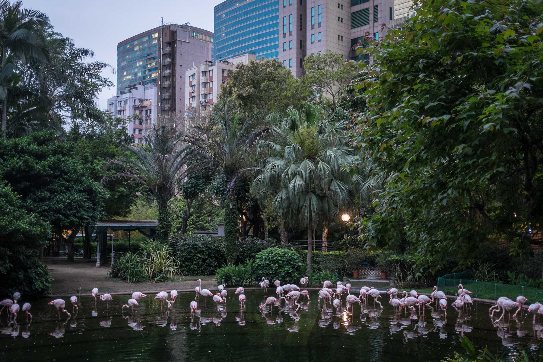 Kowloon Flamingos